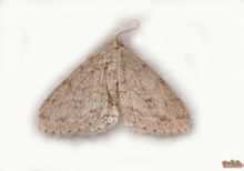Ectropis