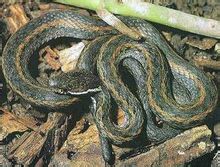 Чорнобровий ланцюга живіт змії