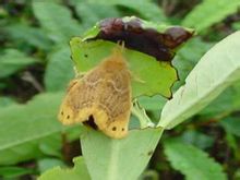 Euproctis