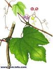 Сім рогів Ampelopsis