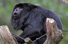 Чорна мавпа ревун