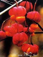 Європейські Euonymus