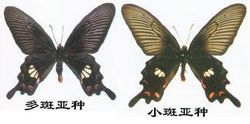 Хунчжушань Papilio