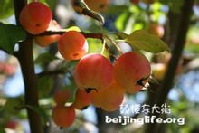 Crabapple фруктів