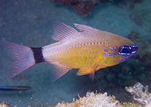 Пляма шаблон Apogonidae