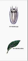 Чай Eriophyes