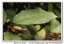Осінь Elaeagnaceae