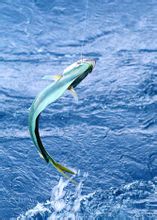 Dolphinfish
