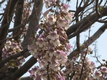 Paulownia квіти