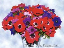 Європейські Anemone