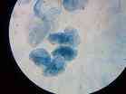 Усні епітеліальні клітини
