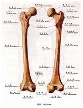 Довгі кістки