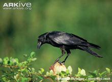 Чорна ворона