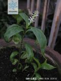 Angustifolia Chloranthus