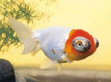 Червона голова wulongbei