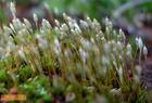 Рід Polytrichum