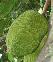 Jackfruit