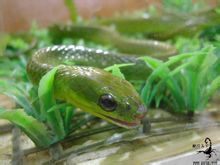 Чистий зелений Green Snake
